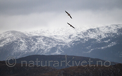 BB 12 0555 / Haliaeetus albicilla / Havørn